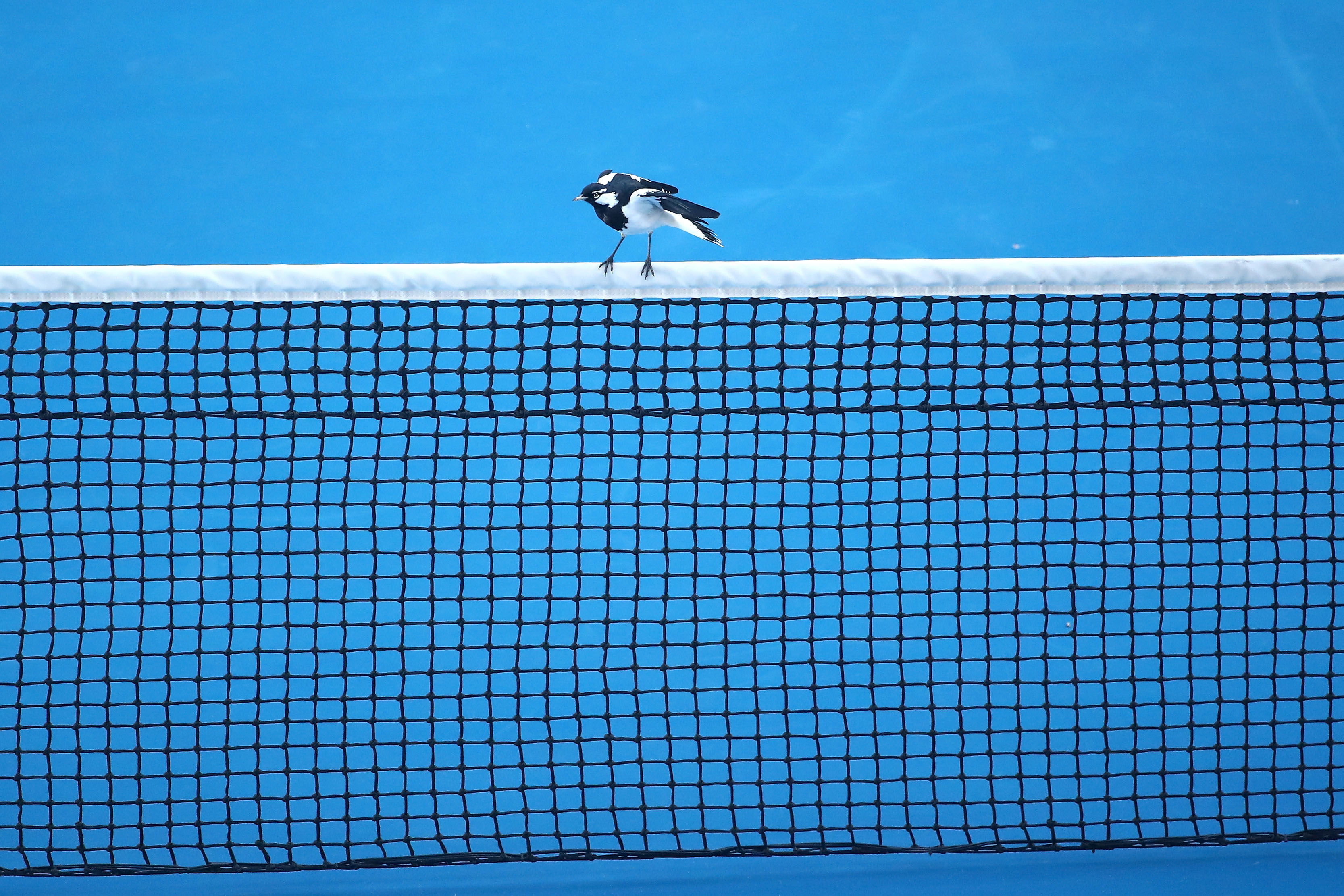 rete del campo da tennis