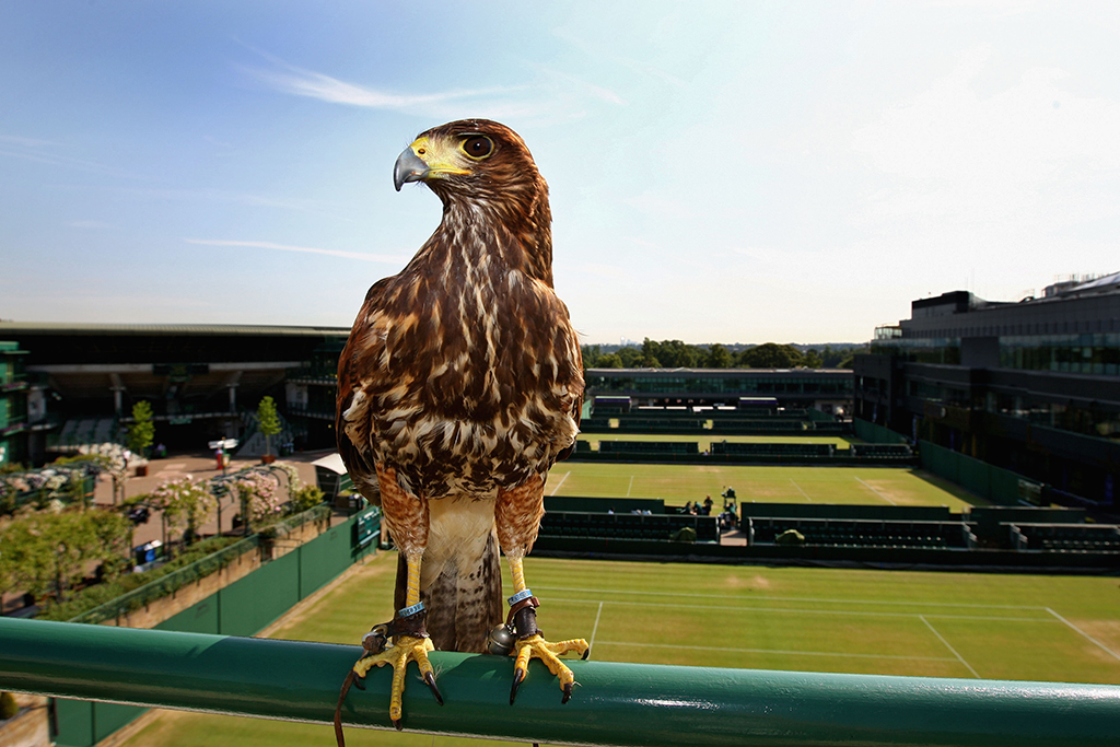 Molto prezioso anche il lavoro svolto da Rufus, il famoso falco di Wimbledon. Ogni mattina sorvola il perimetro dell’All England Club, così da tenere lontani piccioni e altri volatili che potrebbero diventare una minaccia per i campi e per gli spettatori.